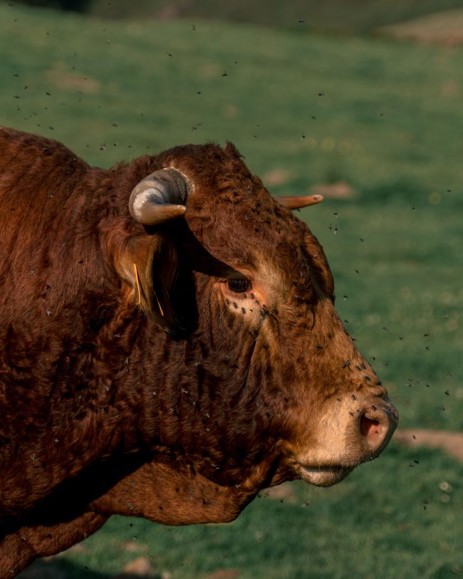 pol_tarres_BLOG_summer_enduro-44