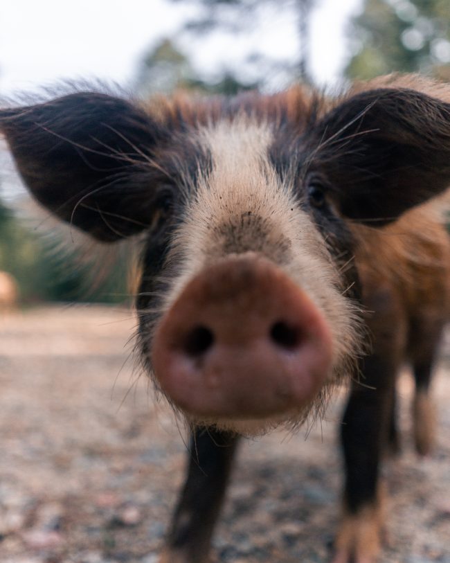 pol_tarres_adventures_corsica_46