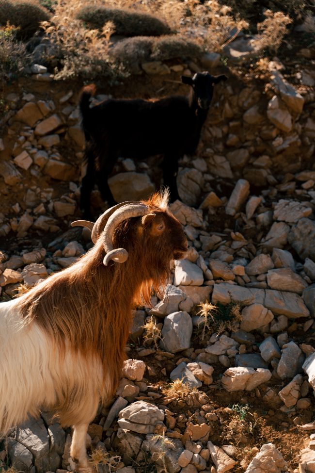 pol_tarres_adventures_greece_crete_ride7_7